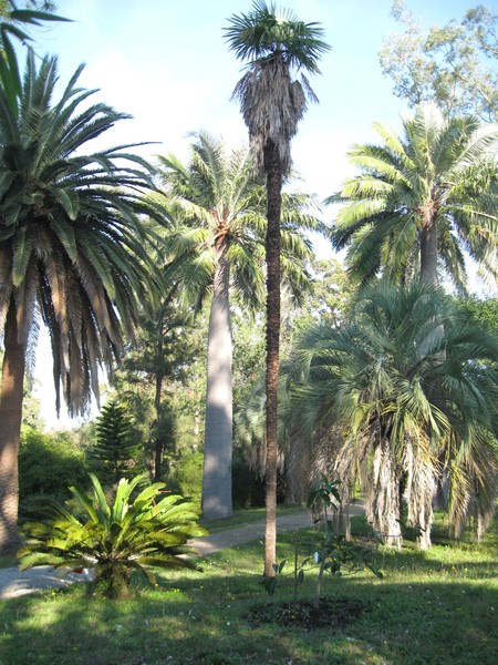 Thuret-Garten mit chilenischen Bäumen