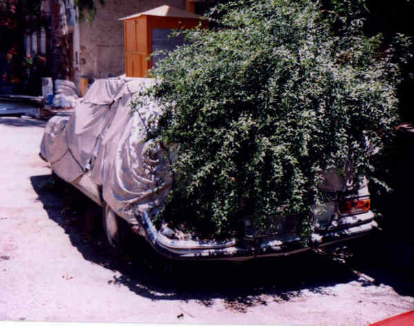Mercedes als Pflanzenkübel in Aigio