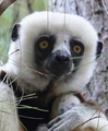 PRIORI Madagascar