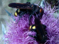 2 süße Bienchen