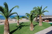 Palmen am Strandlokal