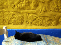 cat © colours-of-greece.com