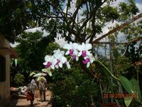 wilde Orchidee am Mekong