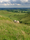 Schaf in den grünen Hügeln von den East Midlands