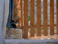 Katzen bei Chora Sfakion