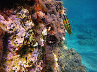 Matala Unterwasser