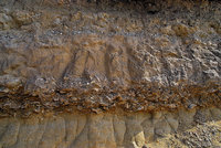 Austernschichten  Matala