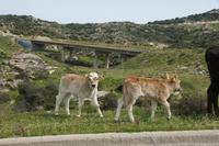 Brücke für Kühe und Ziegen