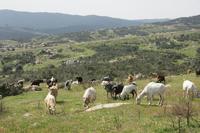 Wege und Treppen für Ziegen und Schafe