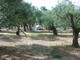 Zelten im Olivenhain