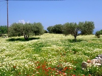 Blumenwiese in der Nähe von Apollonia im Mai 2009.