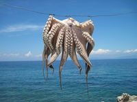Bräunender Tintenfisch in Agios Konstantinos