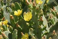 Kaktus Blüten