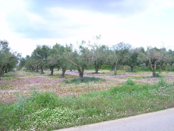 Olivenhain im März 2010