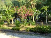 Stellplatz unter Oleander und Eukalyptus