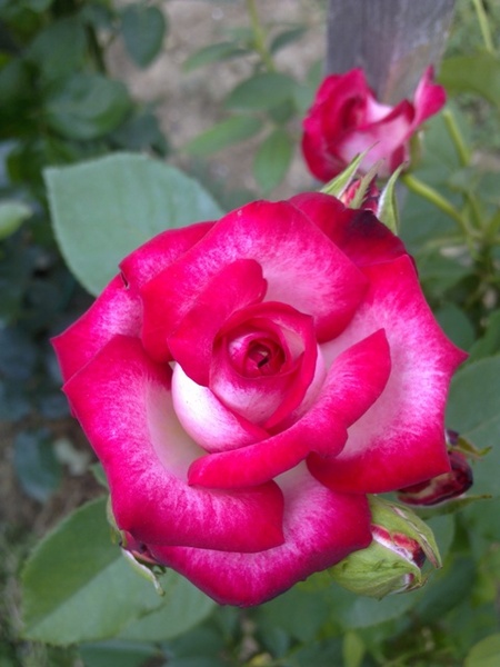 Karanac, wunderschöne Rosen