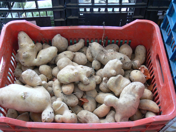 Kassos-Kartoffeln