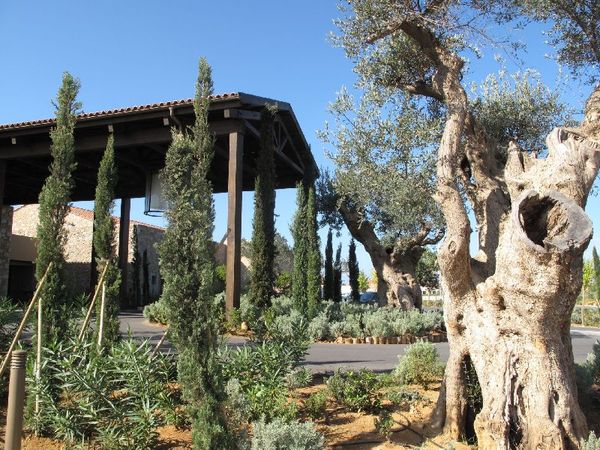 Klubhaus mit "tausendjährigen" Olivenbäumen