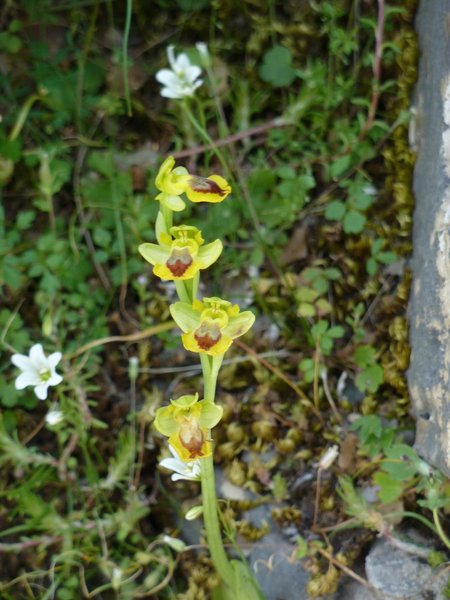 Orchidee bei Omalos
