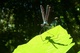  Libelle in der Potamischlucht