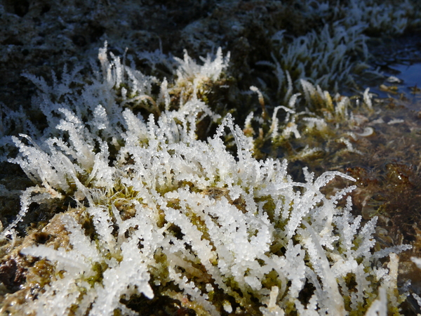 Salzkruste auf Algen