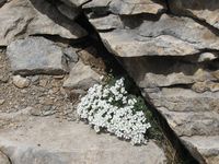 Blumen wachsen aus Felsen