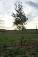 einer meiner Eukalyptusbäume
