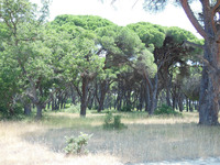 dichter Wald bei Kalogria, Juni 2012