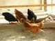 Selbstversorger in Apulien - Hühner