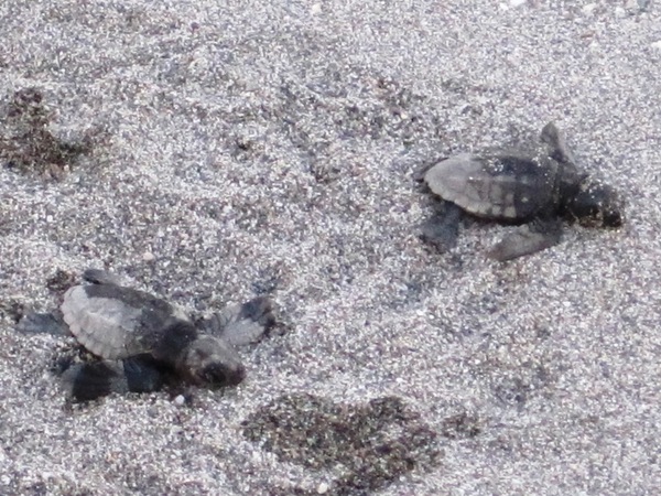geschlüpfte Schildkröten