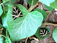 Im Schmetterlingstal Petaloúdes