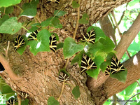 Im Schmetterlingstal Petaloúdes