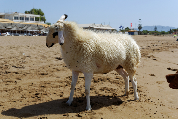 Schaf Bella nach dem Bad im Meer