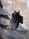 Schlafende Fledermaus in der Höhle von Agio Galas