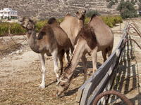Kamele auf Kreta!