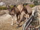 Kamele auf Kreta!