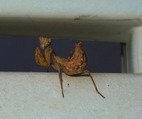 Bali / Mantis