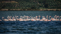 Flamingos in der Bucht