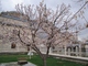 Aprikosenblüte im Mevlana-Museumskomplex