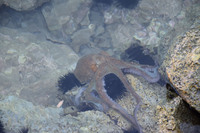 Oktopus im Yachthafen von Lakkí