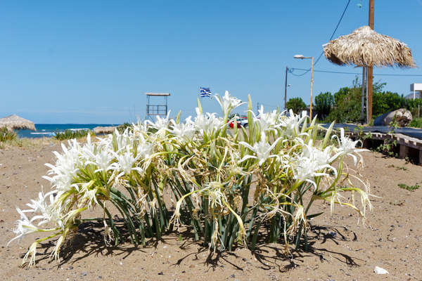 Strandlilien am Strand vom Hotel Ostria