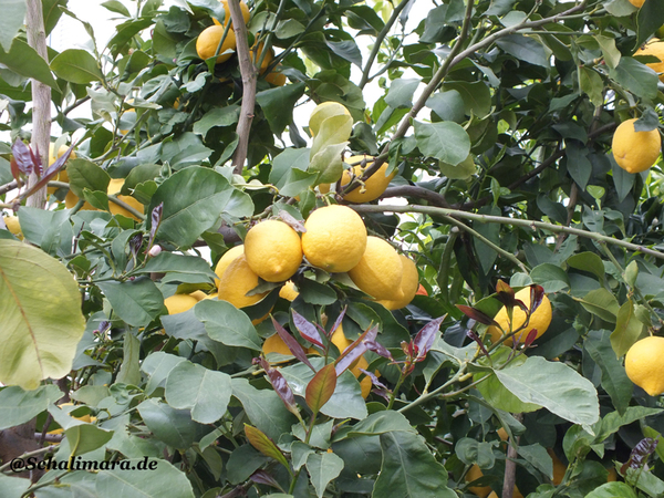 Frühling auf Poros u. viele Zitronenbäume