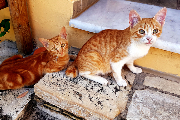 Katzen in Sivas