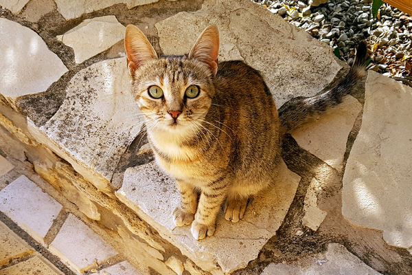 Katze in Sivas