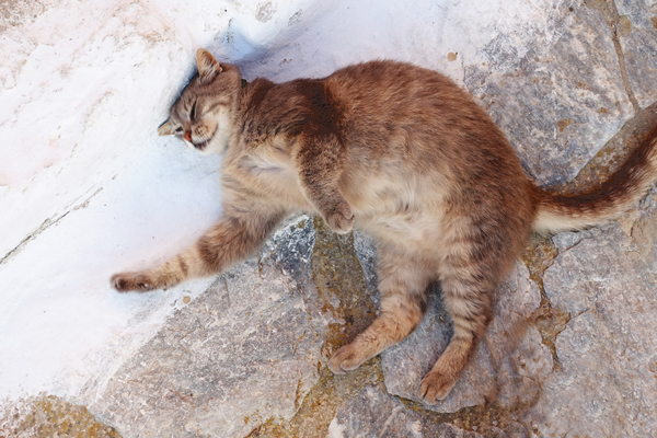 Katze in Sivas