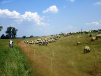 Schafe versperren den Weg
