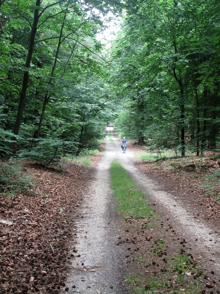 Waldweg in der Dübener Heide