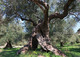 Bildband "Im Schatten des Olivenbaums": Olivenbaum bei Drapanias
