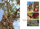 Bildband "Im Schatten des Olivenbaums": Olivenbaum bei Ierapetra
