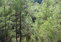Koilada-Tal mit Wald 01